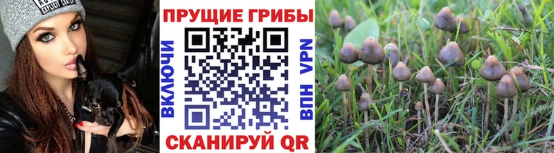 Галлюциногенные грибы мухоморы  Купить  Сухиничи 